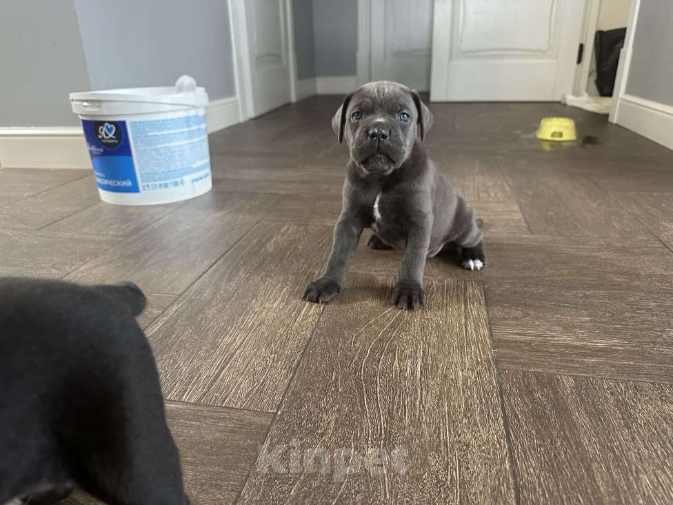 Собаки в других городах Московской области: Щенки кане-корсо Девочка, 45 000 руб. - фото 7