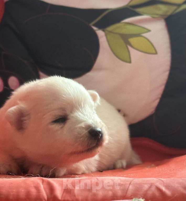 Собаки в Москве: Японский шпиц из питомника Мальчик, 100 000 руб. - фото 2