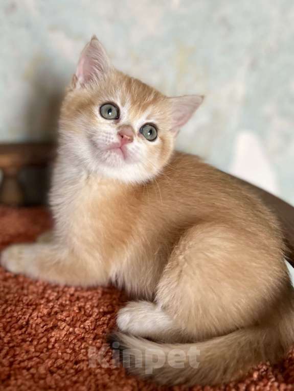 Кошки в Москве: Шотландская Золотая кошечка Шиншилла  Девочка, 35 000 руб. - фото 8