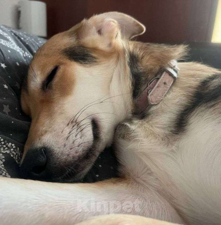 Собаки в Москве: Собачка Агата 9 мес. Девочка, Бесплатно - фото 5