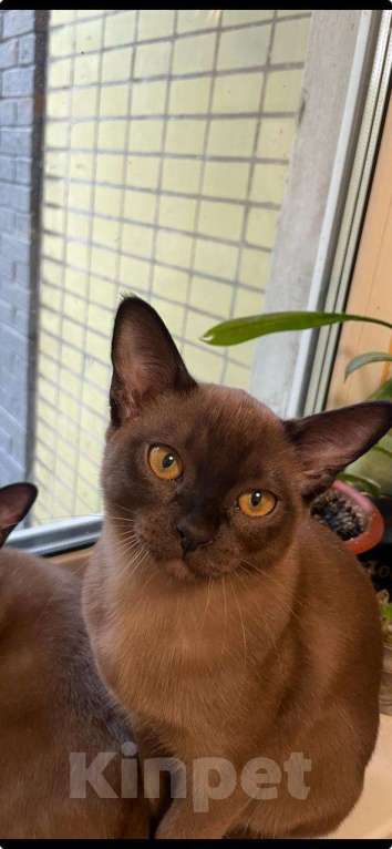 Кошки в Москве: Бурманские котята Девочка, Бесплатно - фото 3