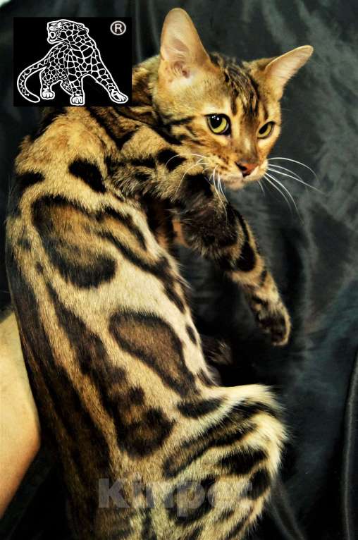Кошки в Хабаровске: Бенгальский котенок. Профессиональный Питомник. Девочка, Бесплатно - фото 7