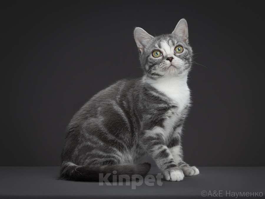 Кошки в Москве: Американская короткошерстная кошка Девочка, 70 000 руб. - фото 2