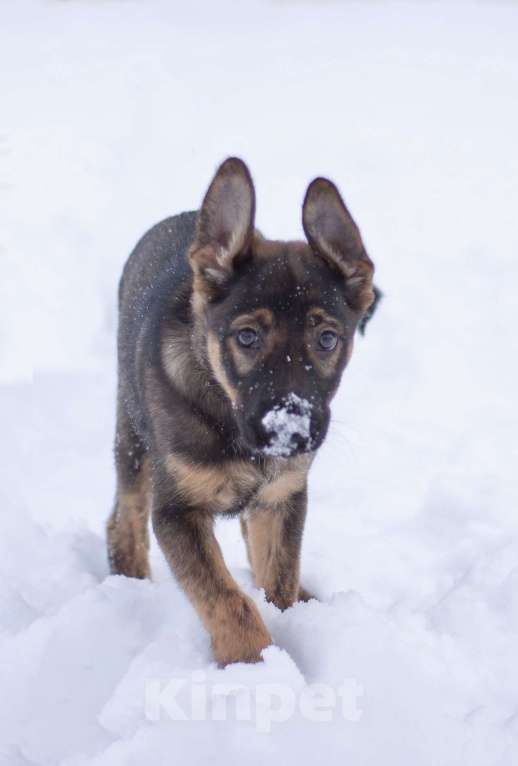 Собаки в Москве: Самая милая девочка в добрые ручки!! Девочка, Бесплатно - фото 2
