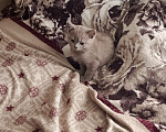 Кошки в Петровске: Продам котят Мальчик, Бесплатно - фото 5