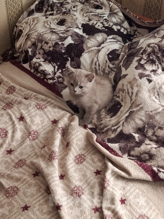 Кошки в Петровске: Продам котят Мальчик, Бесплатно - фото 5