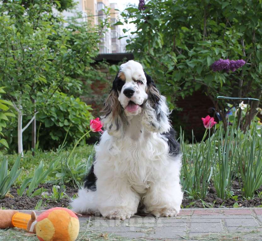 Собаки в Тамбове: щенки Американского кокер спаниеля, мальчики Мальчик, 40 000 руб. - фото 6
