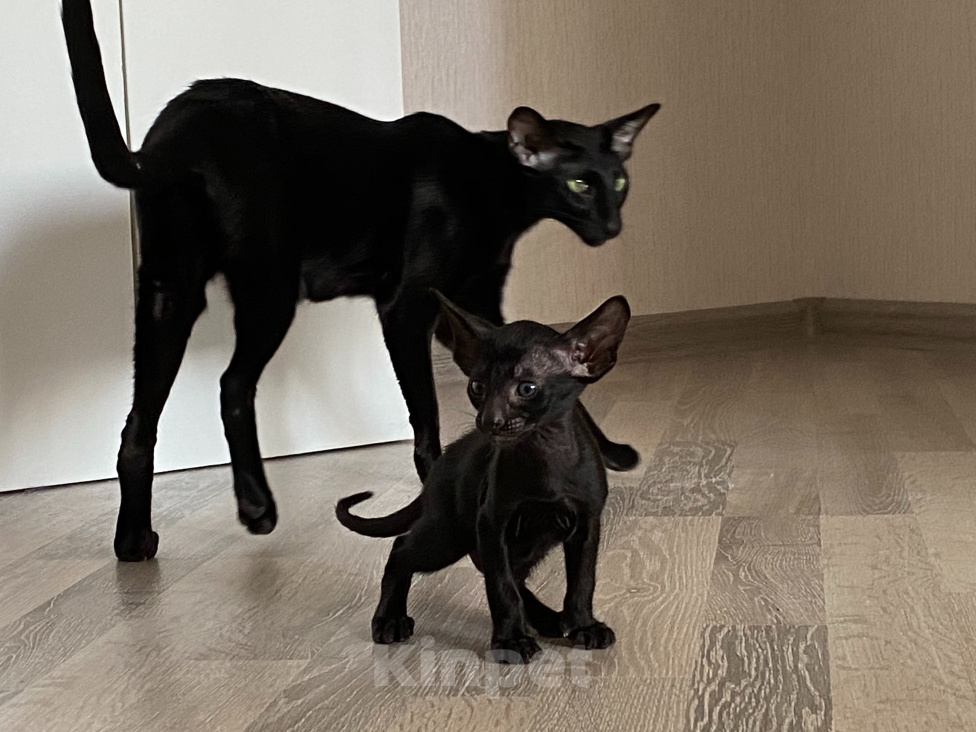 Кошки в Москве: Ориентальные черные котята. Питомник в  Москве Мальчик, 70 000 руб. - фото 3