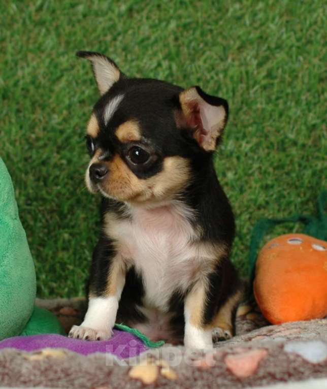 Собаки в Москве: Мини мальчик чихуа Мальчик, 15 000 руб. - фото 5