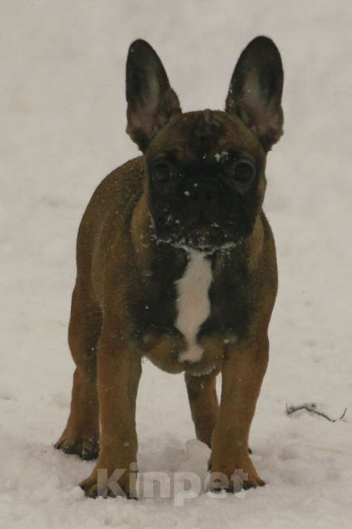 Собаки в других городах Кировской области: Французский бульдог  Девочка, 70 000 руб. - фото 1