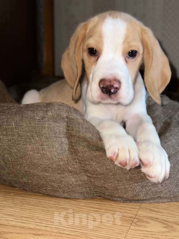 Собаки в Тюмени: Щенок бигль мальчик  Мальчик, 25 000 руб. - фото 2