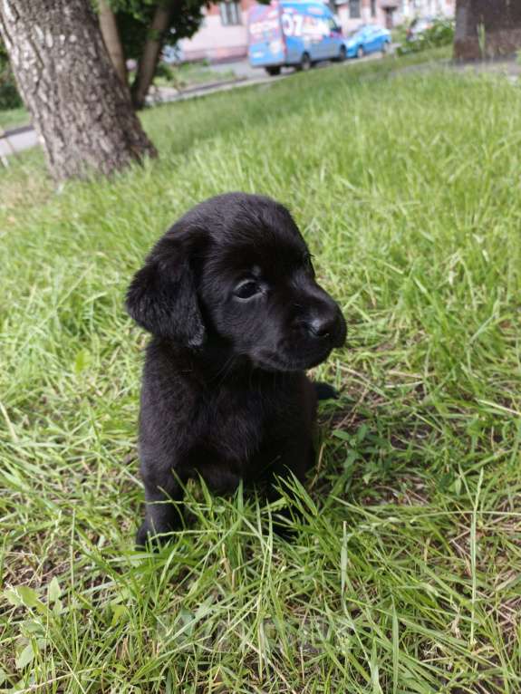 Собаки в Кемерово: Щенки лабрадора Мальчик, Бесплатно - фото 8