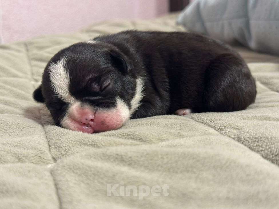 Собаки в Ростове-на-Дону: Малыши французского бульдога Девочка, Бесплатно - фото 3