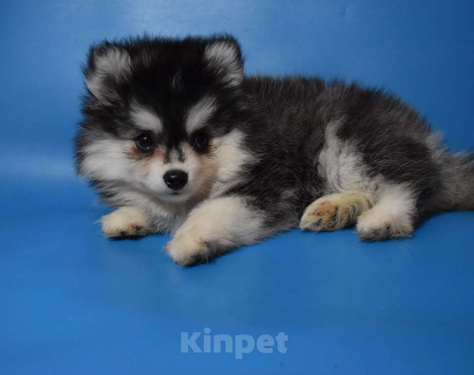 Собаки в Нижнем Новгороде: красотка Девочка, 45 000 руб. - фото 1