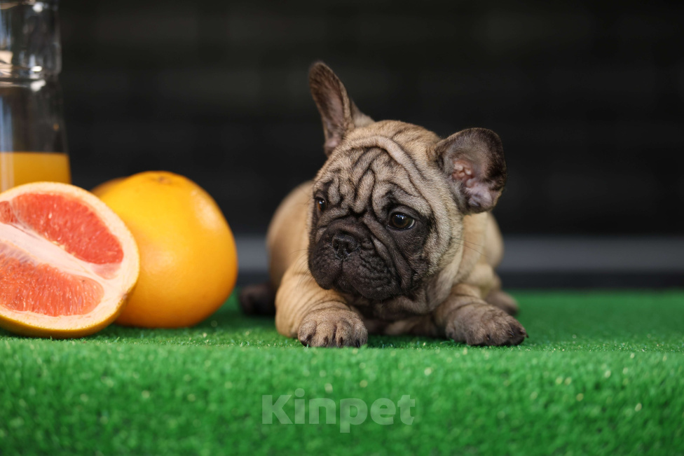 Собаки в Москве: Щенок французского бульдога  Девочка, 50 000 руб. - фото 4