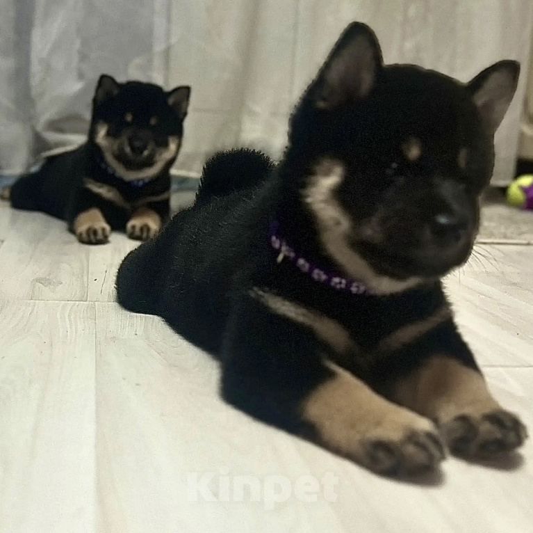 Собаки в Екатеринбурге: Сиба ину щенки 02.05.2026. Екатеринбург Мальчик, 75 000 руб. - фото 8