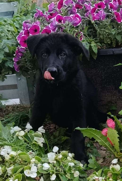 Собаки в других городах Московской области: Щенки немецкой овчарки Мальчик, 35 000 руб. - фото 2