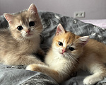 Кошки в Тюмени: Котёнок голубое золото Мальчик, 45 000 руб. - фото 5