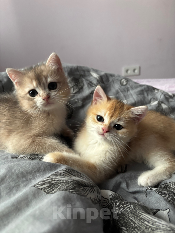 Кошки в Тюмени: Котёнок голубое золото Мальчик, 45 000 руб. - фото 5