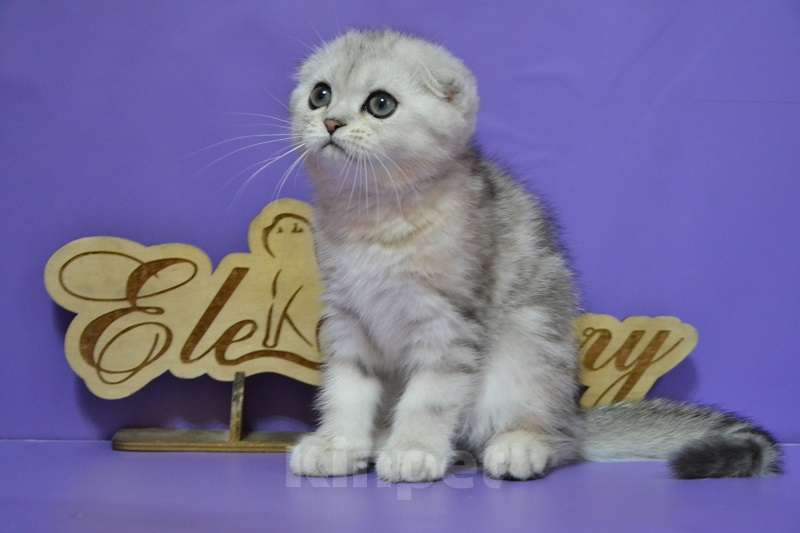 Кошки в Москве: Мраморная на серебре фолдочка Девочка, 60 000 руб. - фото 2