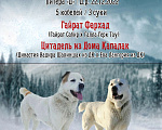Собаки в Челябинске: Породные щенки Алабай среднеазиатской овчарки Мальчик, 29 000 руб. - фото 6
