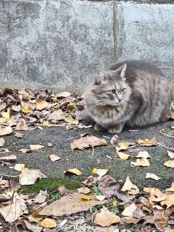 Кошки в Воронеже: Кот сирота в поиске новых хозяев Мальчик, Бесплатно - фото 1