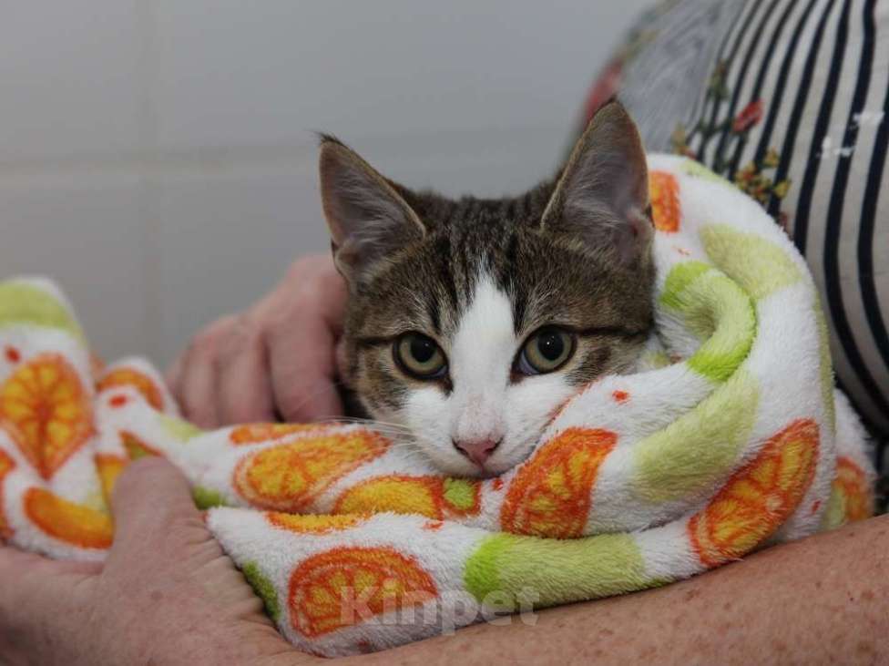 Кошки в Москве: Добрый ласковый котеночек Степочка Мальчик, Бесплатно - фото 3