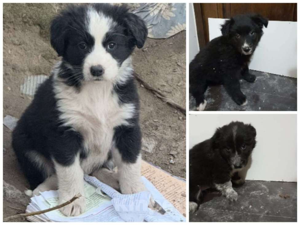 Собаки в других городах Московской области: малышки из Волгограда Девочка, Бесплатно - фото 1