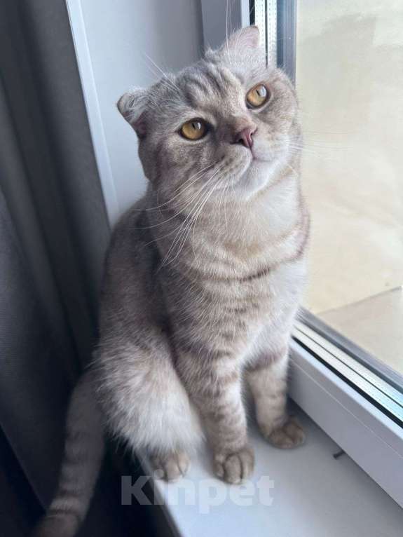 Кошки в Наро-Фоминске: Кот шотландец в добрые руки Мальчик, Бесплатно - фото 3