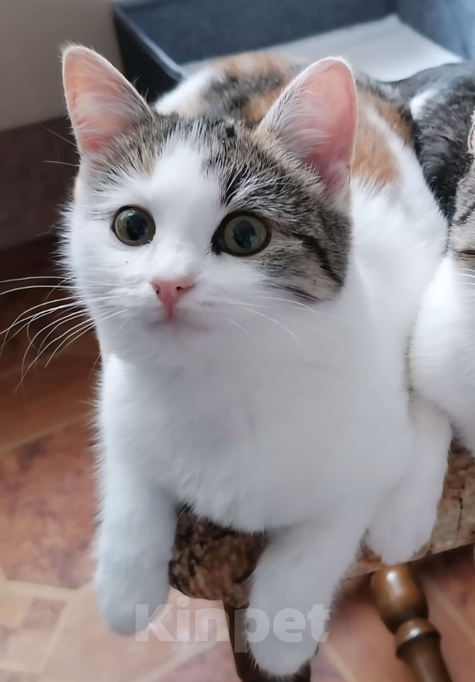 Кошки в Москве: Котенок девочка в добрые руки Девочка, Бесплатно - фото 1