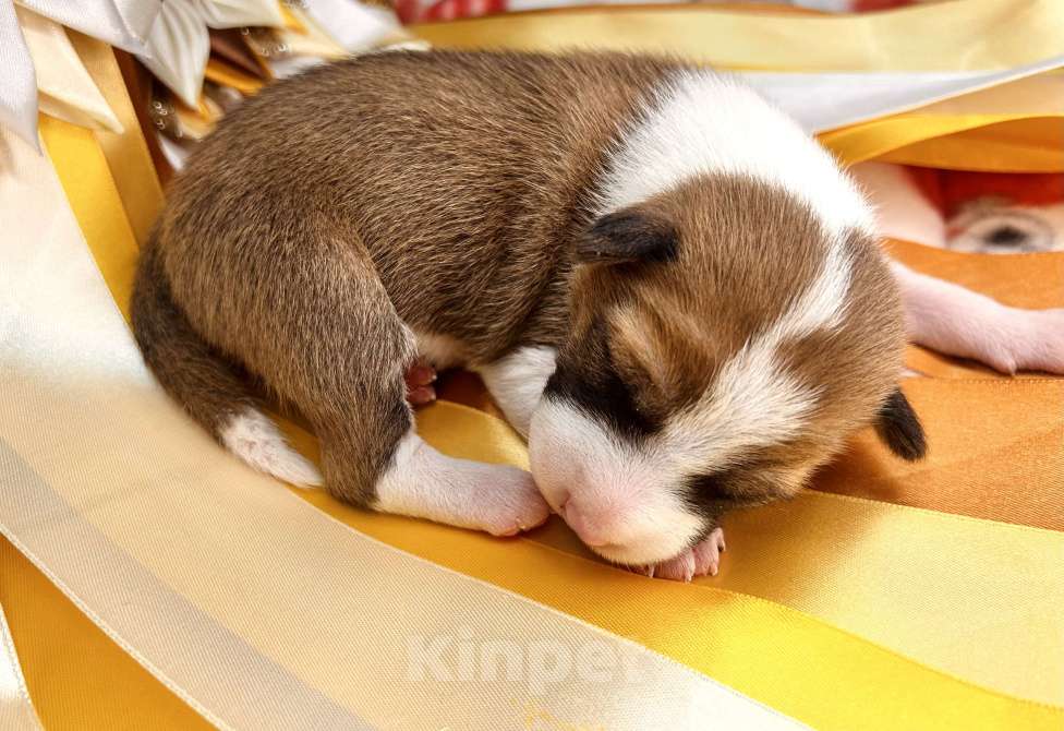 Собаки в Севастополе: Щенки басенджи (запись в лист ожидания) Мальчик, 80 000 руб. - фото 4