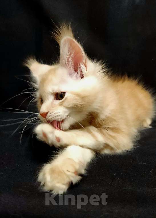 Кошки в Красногорске: Котенок мейн-кун  Мальчик, 60 000 руб. - фото 10