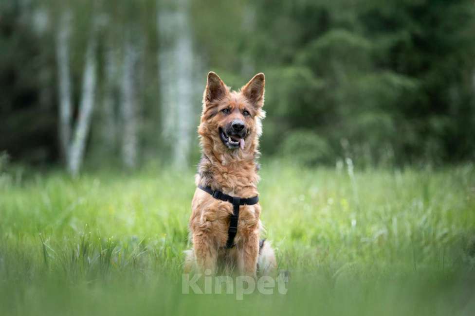 Собаки в Москве: Кира Девочка, Бесплатно - фото 2
