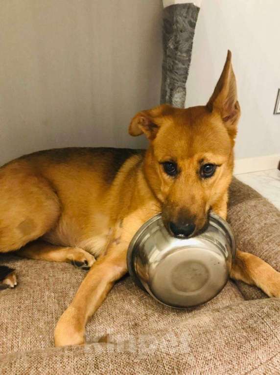 Собаки в Москве: Щенок метис очарки вдар Девочка, Бесплатно - фото 2