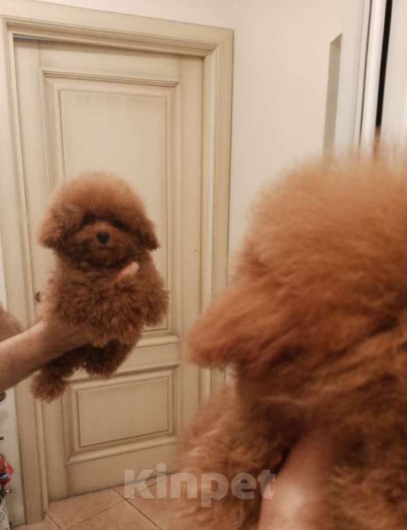 Собаки в Москве: Той-пудель, Китай  Девочка, 135 000 руб. - фото 2