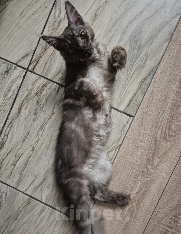Кошки в Калуге: Котик Мейн-кун Мальчик, 20 000 руб. - фото 6