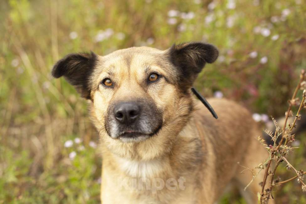 Собаки в Домодедово: Ищем дом солнечному Мухтару! Мальчик, 1 руб. - фото 4