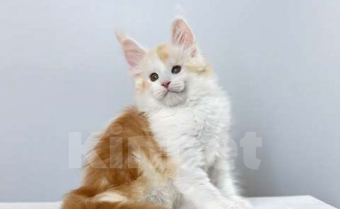 Кошки в других городах Ленинградской области: Котята мейн кун котик Мальчик, 50 000 руб. - фото 3