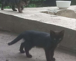 Кошки в Воронеже: Котята в добрые руки Мальчик, Бесплатно - фото 1