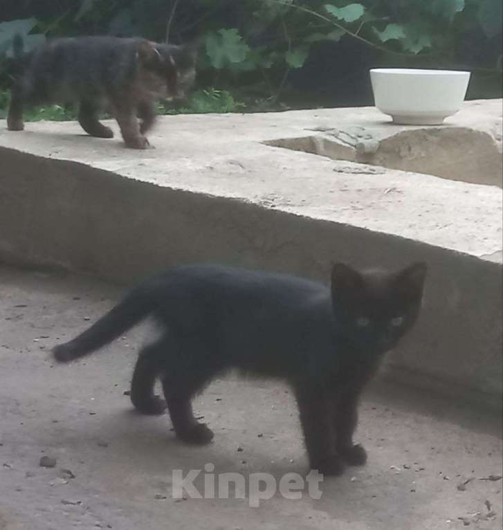 Кошки в Воронеже: Котята в добрые руки Мальчик, Бесплатно - фото 1