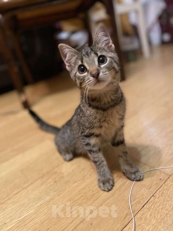 Кошки в Москве: Нюша в добрые руки Девочка, Бесплатно - фото 3