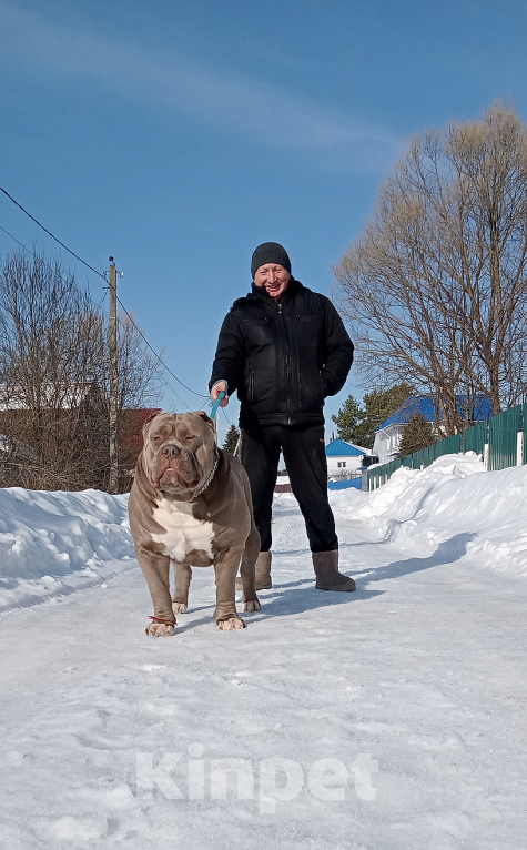 Собаки в других городах Московской области: Эксклюзивные щенки американского булли xl Девочка, 450 000 руб. - фото 3