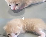 Кошки в Краснодаре: Отдам котят в добрые руки Разнополые, Бесплатно - фото 2