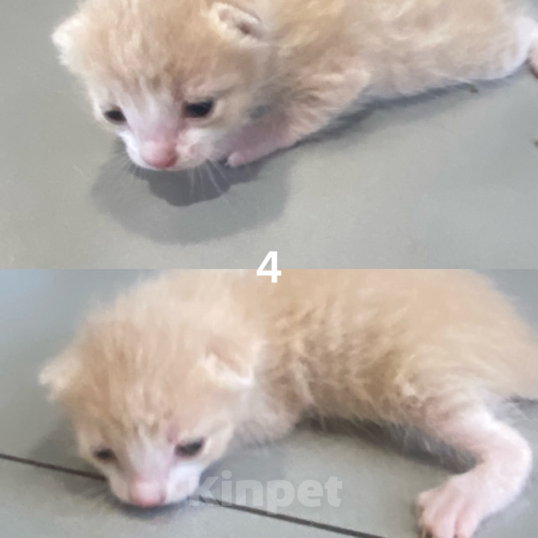 Кошки в Краснодаре: Отдам котят в добрые руки Разнополые, Бесплатно - фото 2