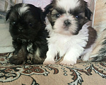 Собаки в Иркутске: ши-тцу Мальчик, 40 руб. - фото 1