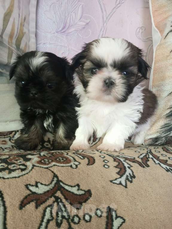 Собаки в Иркутске: ши-тцу Мальчик, 40 руб. - фото 1