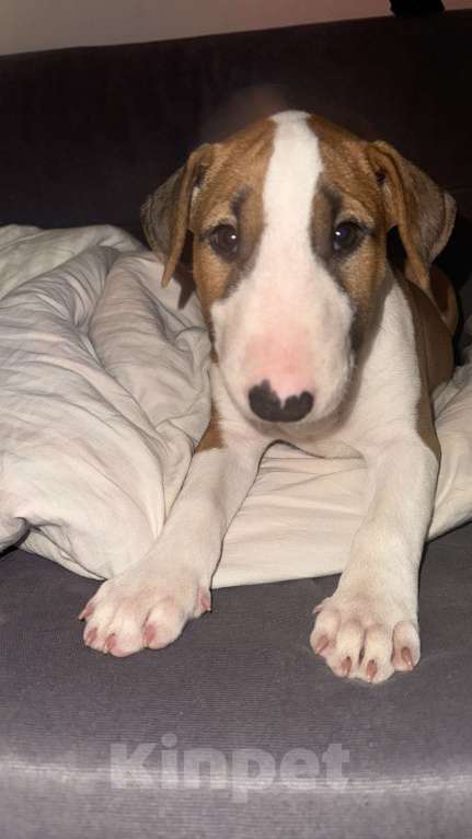 Собаки в Краснодаре: Девочка бультерьер  Девочка, 40 000 руб. - фото 4