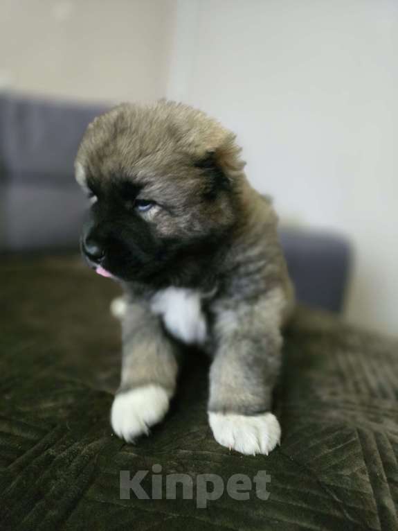Собаки в других городах Воронежской области: Щенки кавказской овчарки.Девочки. Девочка, 40 000 руб. - фото 3
