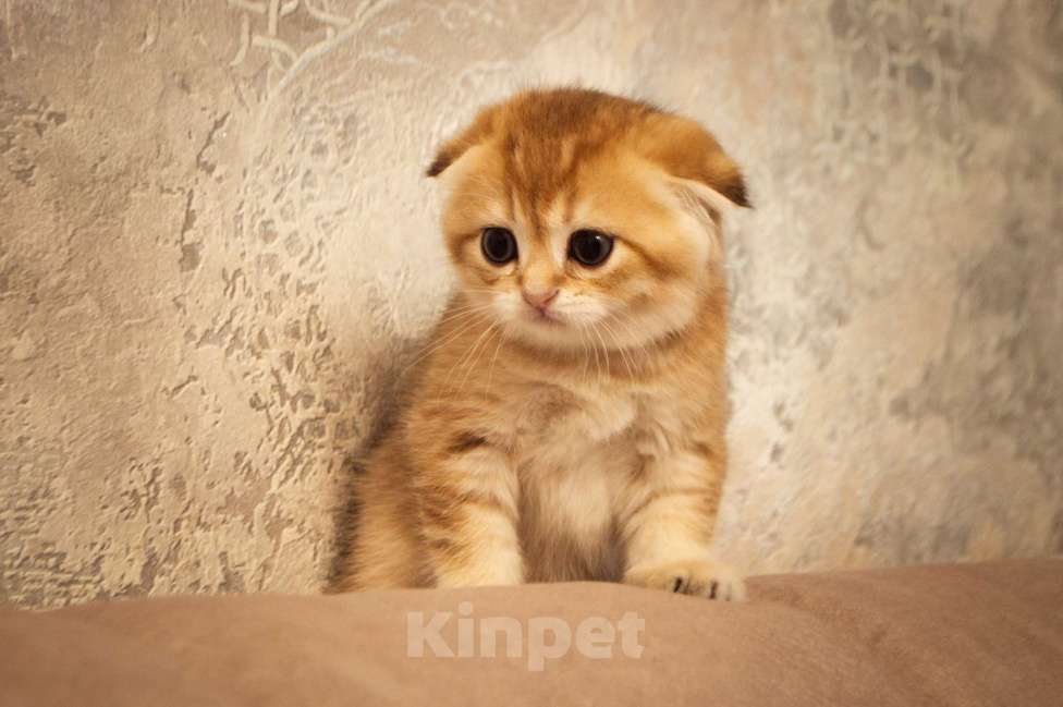 Кошки в Липецке: Шотландец 2 Мальчик, 28 000 руб. - фото 4