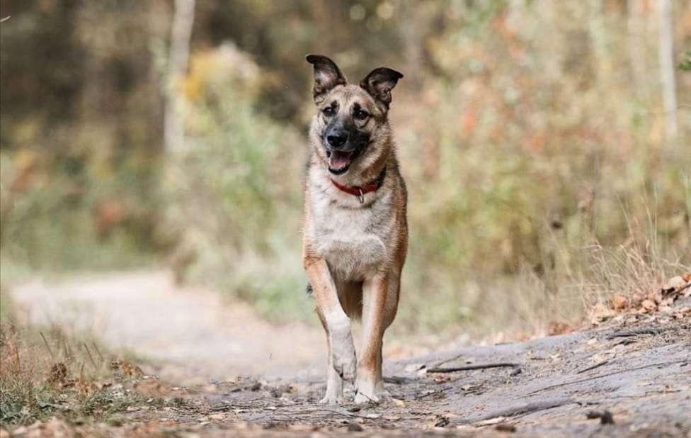 Собаки в Балашихе: Харви очень ждет своего человека метис лайки Мальчик, 100 руб. - фото 3